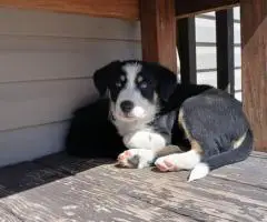 Tricolor Border collie puppies for sale