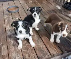 Tricolor Border collie puppies for sale