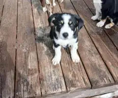 Tricolor Border collie puppies for sale