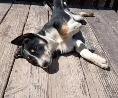 Tricolor Border collie puppies for sale