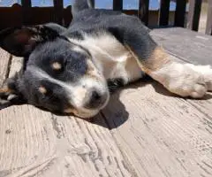 Tricolor Border collie puppies for sale