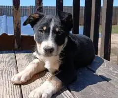 Tricolor Border collie puppies for sale