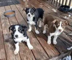 Tricolor Border collie puppies for sale