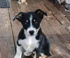 Tricolor Border collie puppies for sale
