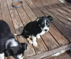 Tricolor Border collie puppies for sale
