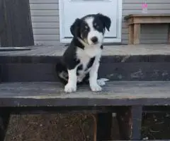 Tricolor Border collie puppies for sale
