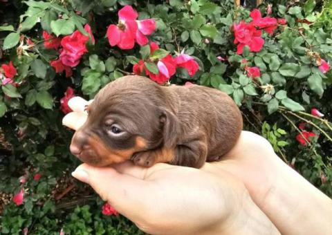 Miniature pincher