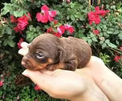Miniature pincher