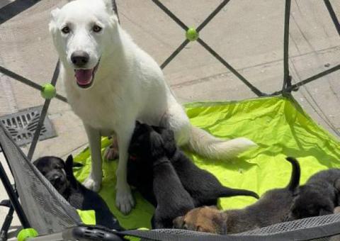 Beautiful and healthy German Shepherd puppies for sale