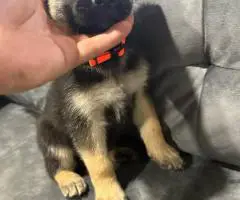 Beautiful and healthy German Shepherd puppies for sale