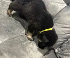 Beautiful and healthy German Shepherd puppies for sale