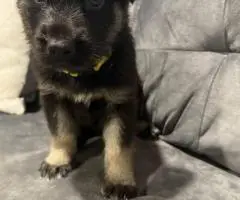 Beautiful and healthy German Shepherd puppies for sale