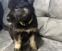 Beautiful and healthy German Shepherd puppies for sale