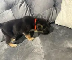 Beautiful and healthy German Shepherd puppies for sale