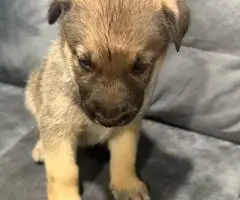 Beautiful and healthy German Shepherd puppies for sale