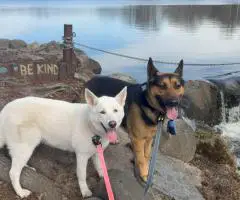 Beautiful and healthy German Shepherd puppies for sale