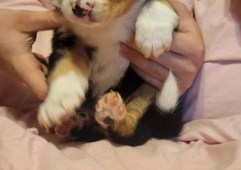 5 super cute ranch helpers for sale
