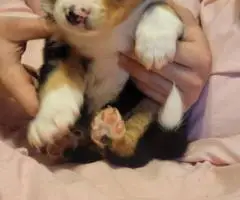 5 super cute ranch helpers for sale