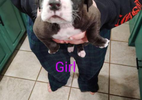 5 Pit bull puppies looking for a new home