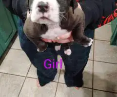 5 Pit bull puppies looking for a new home