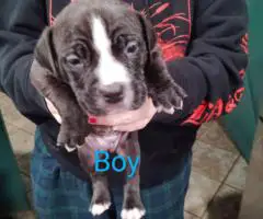 5 Pit bull puppies looking for a new home