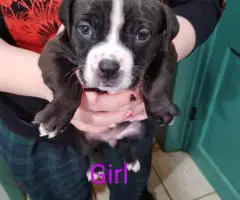 5 Pit bull puppies looking for a new home