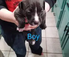 5 Pit bull puppies looking for a new home