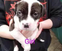 5 Pit bull puppies looking for a new home