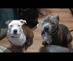5 Pit bull puppies looking for a new home