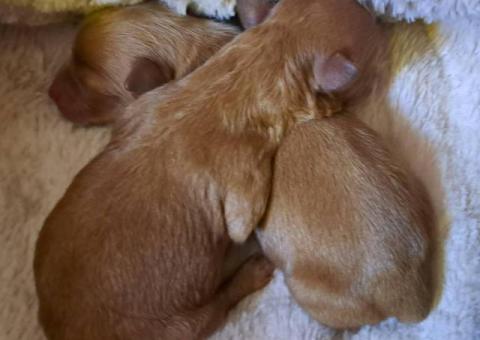 Tiny Yorkie Poo puppies for sale