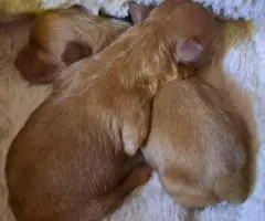 Tiny Yorkie Poo puppies for sale