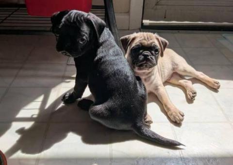 Black and cream Pug puppies for sale