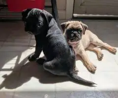 Black and cream Pug puppies for sale