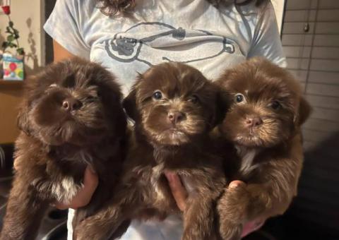 3 chocolate Maltipoo puppies for sale