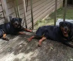 2 Rottweiler puppies available