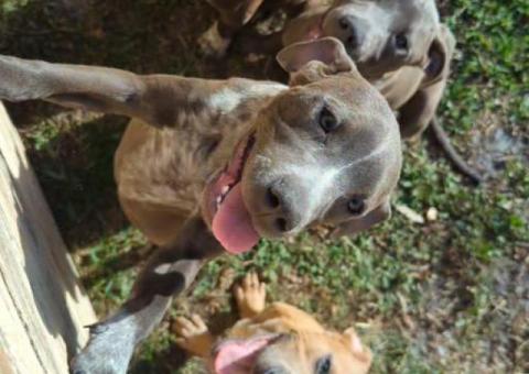Pitbull puppies good homes only