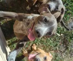 Pitbull puppies good homes only