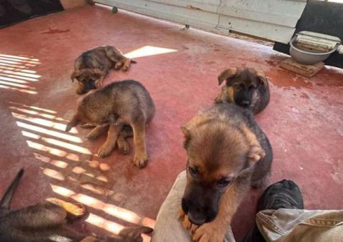 6 cute German Shepherd puppies for sale