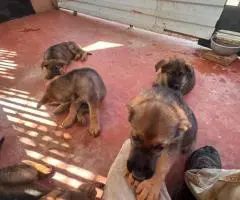 6 cute German Shepherd puppies for sale