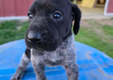 German Shorthaired Pointer puppies for sale