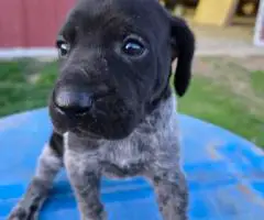 German Shorthaired Pointer puppies for sale