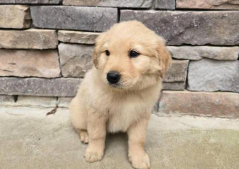 Golden Retriever x Great Pyrenees puppies
