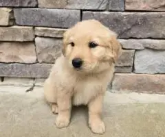 Golden Retriever x Great Pyrenees puppies