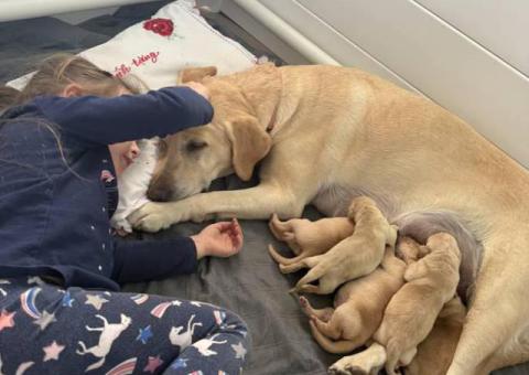 5 AKC Yellow Labrador retriever puppies for sale