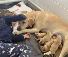 5 AKC Yellow Labrador retriever puppies for sale