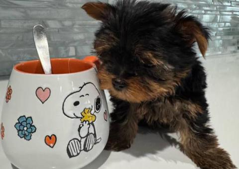 2 Teacup Yorkie puppies for sale
