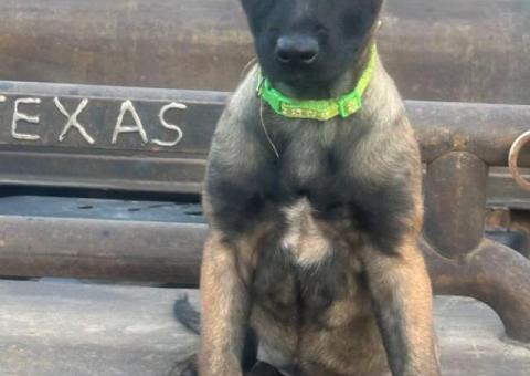 3 Belgian Malinois puppies available