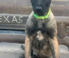 3 Belgian Malinois puppies available