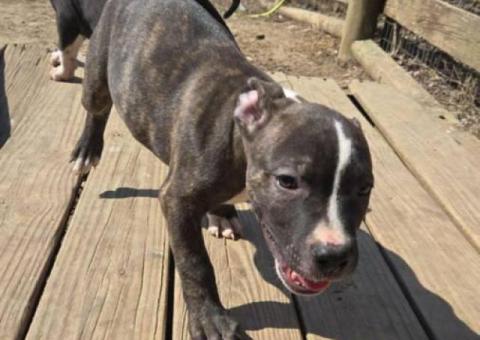 XL American Bully puppies