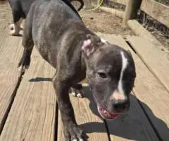 XL American Bully puppies